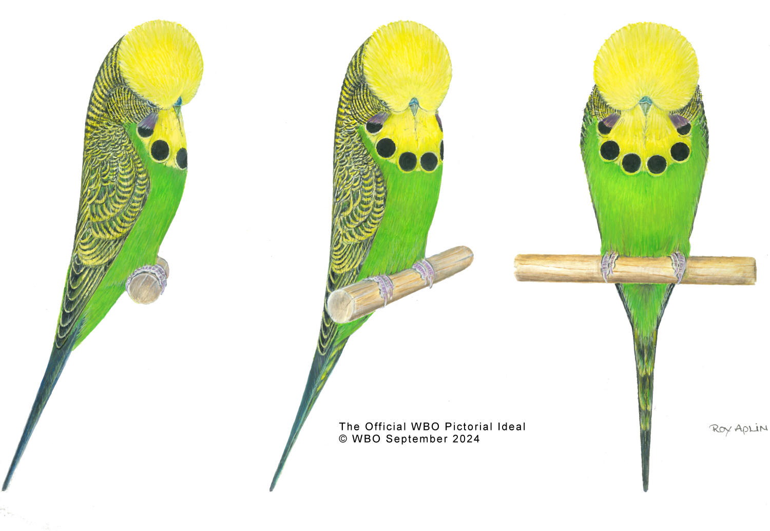 Show Budgerigar