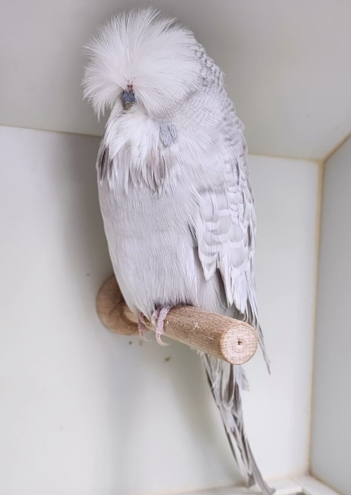 Benim Hobim Büyük Dünyam